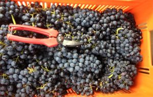 Vendanges avec une caissette rempli de raisins