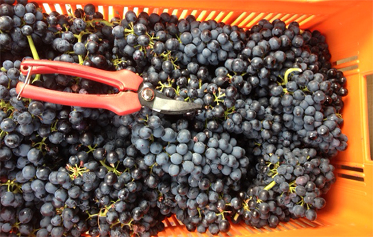 Vendanges avec une caissette rempli de raisins